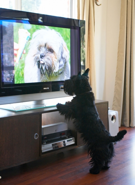 WOT'S he doing on my TV?
Anahtar kelimeler: Land Mammals Melbourne Murray Scottie Scottish Terrestrial Mammal Terrestrial Mammals Terrier Terriers TV Victoria Animal Animals Australia Canine Canines Dog Dogs Kilmore Land Mammal