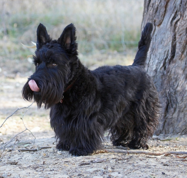So, wot we gonna do now?
Palabras clave: Land Mammals Melbourne Murray Scottie Scottish Terrestrial Mammal Terrestrial Mammals Terrier Terriers Tongue Victoria Animal Animals Australia Canine Canines Dog Dogs Kilmore Land Mammal