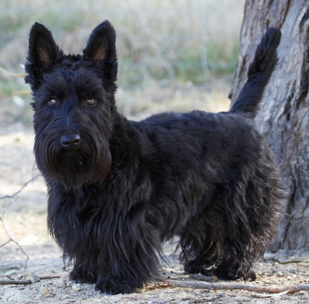 Wassup
Avainsanat: Animal Animals Australia Canine Canines Dog Dogs Kilmore Land Mammal Land Mammals Melbourne Murray Scottie Scottish Terrestrial Mammal Terrestrial Mammals Terrier Terriers Victoria