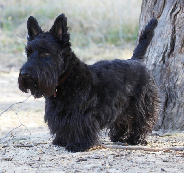 Jus' surveying my territory
Anahtar kelimeler: Animal Animals Australia Canine Canines Dog Dogs Kilmore Land Mammal Land Mammals Melbourne Murray Scottie Scottish Terrestrial Mammal Terrestrial Mammals Terrier Terriers Victoria