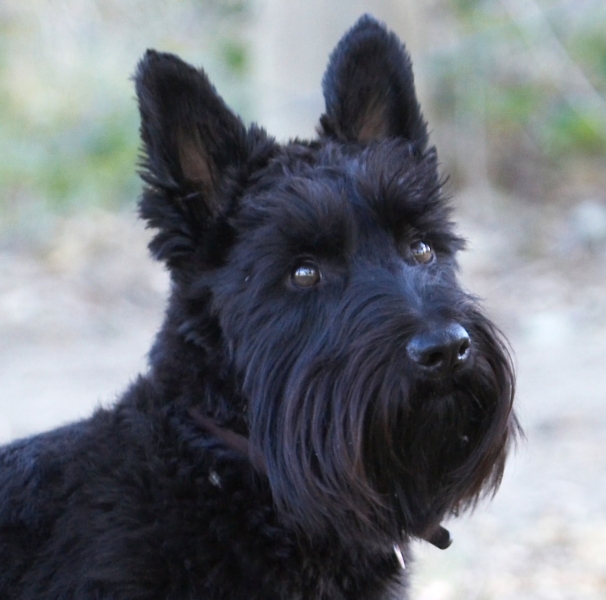 Yeah, you got my attention
Keywords: Animal Animals Australia Canine Canines Dog Dogs Kilmore Land Mammal Land Mammals Melbourne Murray Scottie Scottish Terrestrial Mammal Terrestrial Mammals Terrier Terriers Victoria