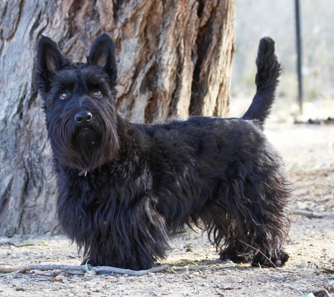 Let's have some action
Λέξεις-κλειδιά: Animal Animals Australia Canine Canines Dog Dogs Kilmore Land Mammal Land Mammals Melbourne Murray Scottie Scottish Terrestrial Mammal Terrestrial Mammals Terrier Terriers Victoria