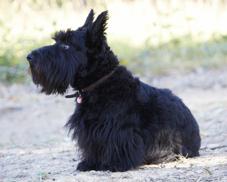 Gotta stay alert
Schlüsselwörter: Animal Animals Australia Canine Canines Dog Dogs Kilmore Land Mammal Land Mammals Melbourne Murray Scottie Scottish Terrestrial Mammal Terrestrial Mammals Terrier Terriers Victoria