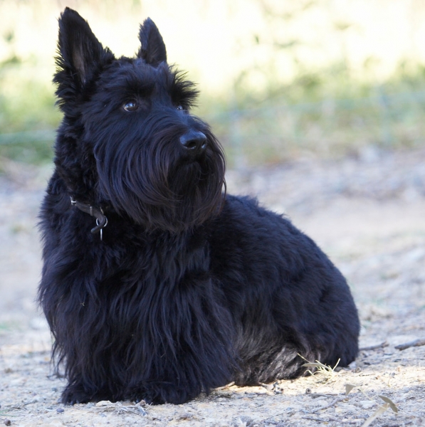 WOT are those humans doing now?!
Palabras clave: Animal Animals Australia Canine Canines Dog Dogs Kilmore Land Mammal Land Mammals Melbourne Murray Scottie Scottish Terrestrial Mammal Terrestrial Mammals Terrier Terriers Victoria