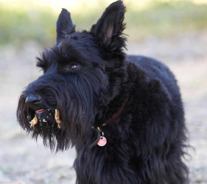 Mmmm, mmmm, mmmm
Trefwoorden: Land Mammals Melbourne Murray Peanut Butter Scottie Scottish Terrestrial Mammal Terrestrial Mammals Terrier Terriers Victoria Animal Animals Australia Canine Canines Dog Dogs Kilmore Land Mammal