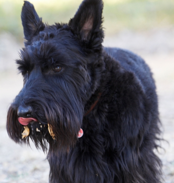 This is good
Schlüsselwörter: Melbourne Murray Peanut Butter Scottie Scottish Terrestrial Mammal Terrestrial Mammals Terrier Terriers Tongue Victoria Animal Animals Australia Canine Canines Dog Dogs Kilmore Land Mammal Land Mammals