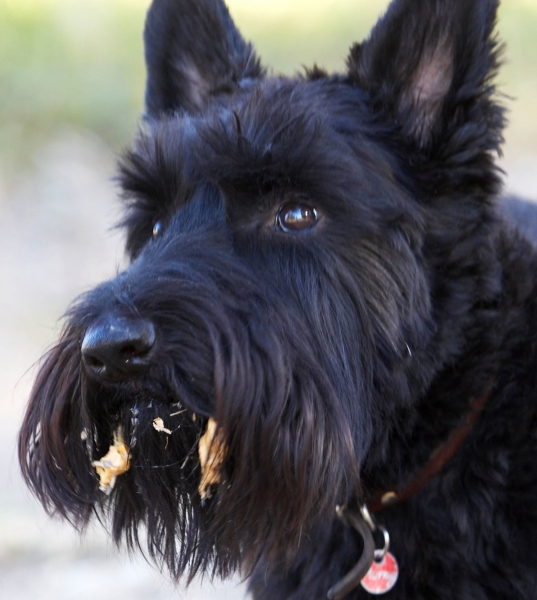 I haven't finished yet
Palabras Clave: Land Mammals Melbourne Murray Peanut Butter Scottie Scottish Terrestrial Mammal Terrestrial Mammals Terrier Terriers Victoria Animal Animals Australia Canine Canines Dog Dogs Kilmore Land Mammal