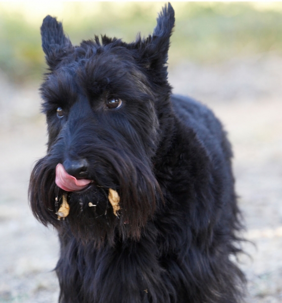 Yummmmmmmmmmmmm
Schlüsselwörter: Melbourne Murray Peanut Butter Scottie Scottish Terrestrial Mammal Terrestrial Mammals Terrier Terriers Tongue Victoria Animal Animals Australia Canine Canines Dog Dogs Kilmore Land Mammal Land Mammals