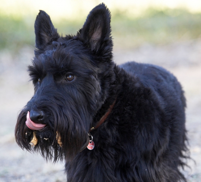 Am just cleaning up
Palabras clave: Melbourne Murray Peanut Butter Scottie Scottish Terrestrial Mammal Terrestrial Mammals Terrier Terriers Tongue Victoria Animal Animals Australia Canine Canines Dog Dogs Kilmore Land Mammal Land Mammals