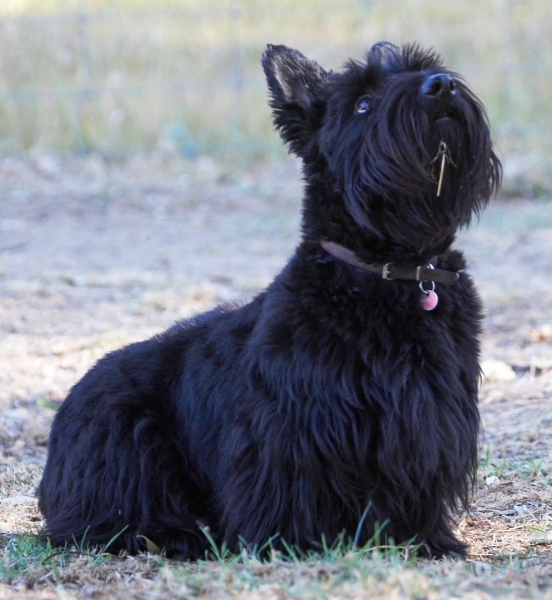 You got more for me?
Keywords: Animal Animals Australia Canine Canines Dog Dogs Kilmore Land Mammal Land Mammals Melbourne Murray Scottie Scottish Terrestrial Mammal Terrestrial Mammals Terrier Terriers Victoria