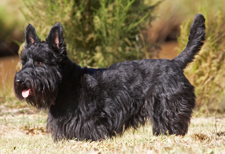 It's a bit warmer here than Scotland
Palabras Clave: Land Mammals Melbourne Murray Scottie Scottish Terrestrial Mammal Terrestrial Mammals Terrier Terriers Tongue Victoria Animal Animals Australia Canine Canines Dog Dogs Kilmore Land Mammal