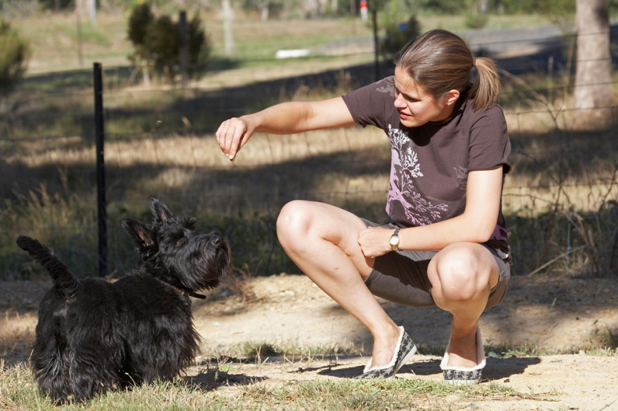 Well, don't hold it THAT high - I'm a shortie
Schlüsselwörter: Land Mammal Land Mammals Melbourne Murray Scottie Scottish Terrestrial Mammal Terrestrial Mammals Terrier Terriers Victoria Animal Animals Australia Canine Canines Chase Dog Dogs Kilmore