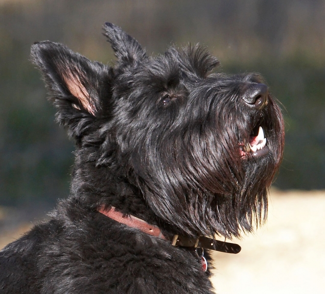 OK, I'm sitting ...........
Trefwoorden: Animal Animals Australia Canine Canines Dog Dogs Kilmore Land Mammal Land Mammals Melbourne Murray Scottie Scottish Terrestrial Mammal Terrestrial Mammals Terrier Terriers Victoria