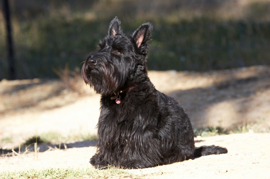 ........... patiently
Anahtar kelimeler: Animal Animals Australia Canine Canines Dog Dogs Kilmore Land Mammal Land Mammals Melbourne Murray Scottie Scottish Terrestrial Mammal Terrestrial Mammals Terrier Terriers Victoria