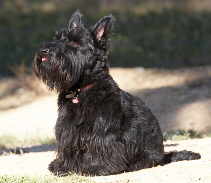 And, still I wait
Ključne besede: Animal Animals Australia Canine Canines Dog Dogs Kilmore Land Mammal Land Mammals Melbourne Murray Scottie Scottish Terrestrial Mammal Terrestrial Mammals Terrier Terriers Victoria