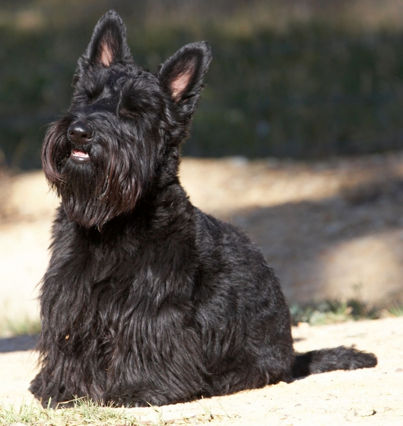 I am such a good boy
Keywords: Animal Animals Australia Canine Canines Dog Dogs Kilmore Land Mammal Land Mammals Melbourne Murray Scottie Scottish Terrestrial Mammal Terrestrial Mammals Terrier Terriers Victoria