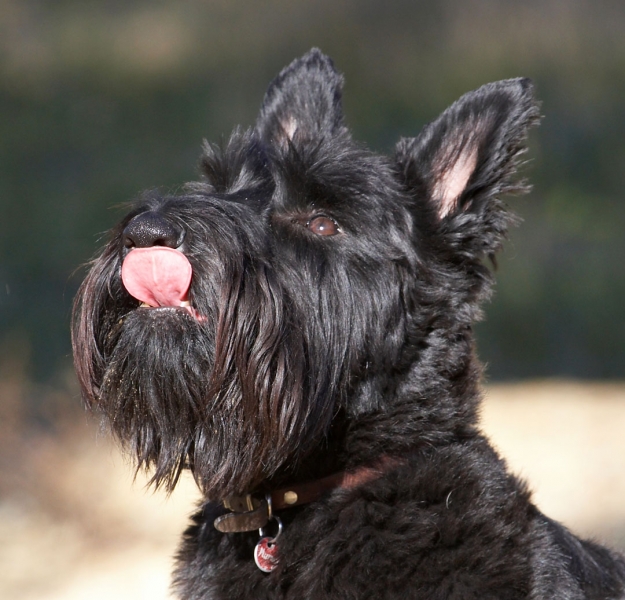 I'm anticipating
Palabras clave: Land Mammals Melbourne Murray Scottie Scottish Terrestrial Mammal Terrestrial Mammals Terrier Terriers Tongue Victoria Animal Animals Australia Canine Canines Dog Dogs Kilmore Land Mammal