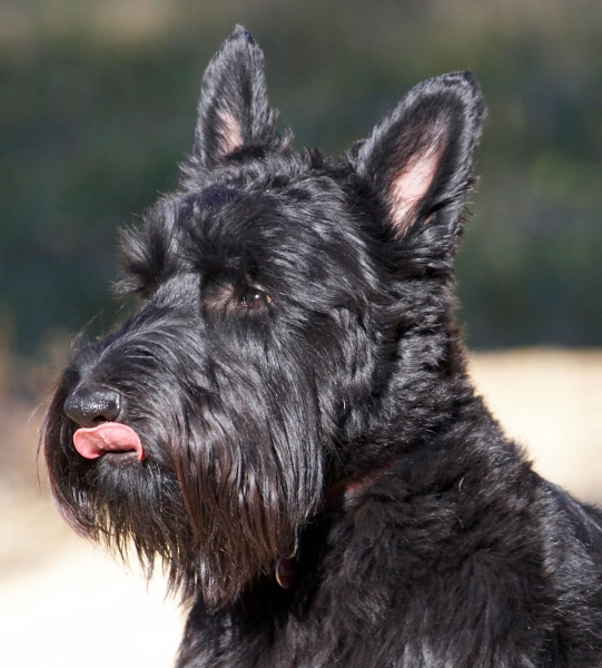 Yeah, got my reward
Mots-clés: Land Mammals Melbourne Murray Scottie Scottish Terrestrial Mammal Terrestrial Mammals Terrier Terriers Tongue Victoria Animal Animals Australia Canine Canines Dog Dogs Kilmore Land Mammal