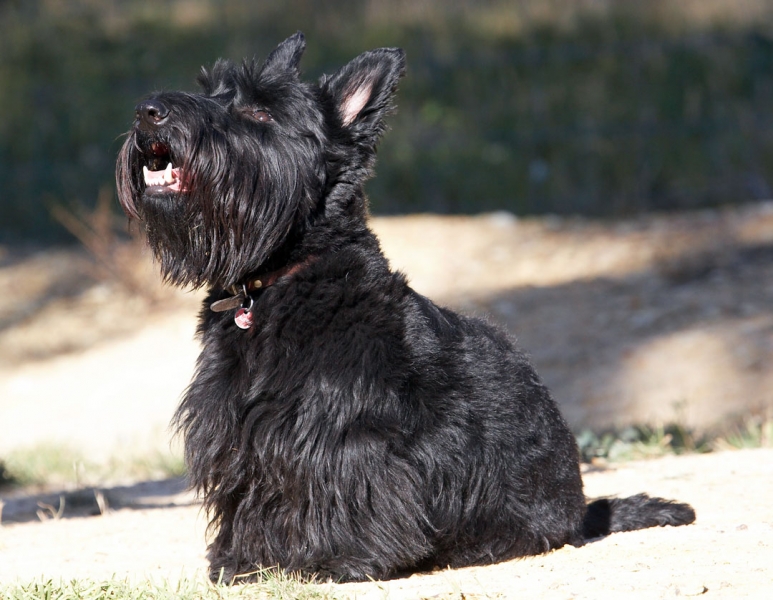 Is there more ..........
Mots-clés: Animal Animals Australia Canine Canines Dog Dogs Kilmore Land Mammal Land Mammals Melbourne Murray Scottie Scottish Terrestrial Mammal Terrestrial Mammals Terrier Terriers Victoria