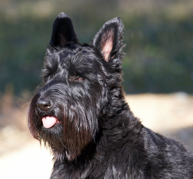 ..... yep
Anahtar kelimeler: Land Mammal Land Mammals Melbourne Murray Scottie Scottish Terrestrial Mammal Terrestrial Mammals Terrier Terriers Tongue Victoria Animal Animals Australia Canine Canines Dog Dogs Kilmore