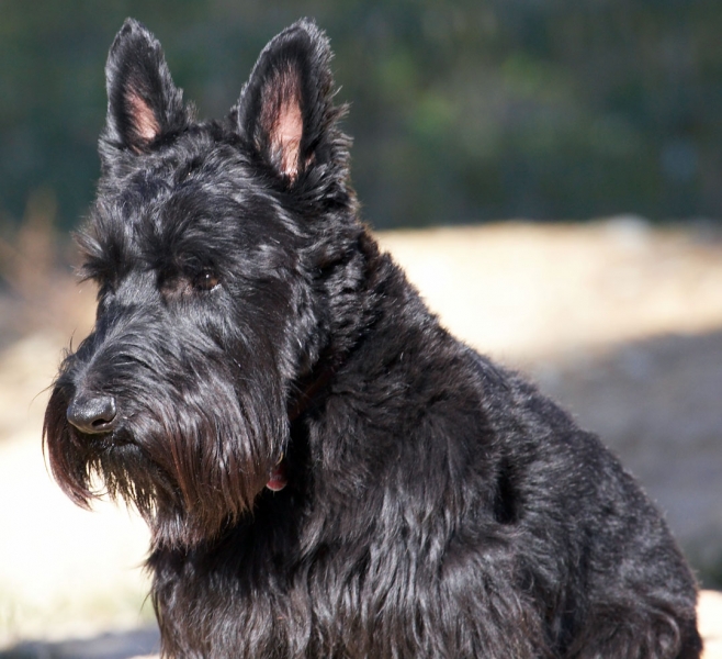 Guess it's all over
Palabras clave: Animal Animals Australia Canine Canines Dog Dogs Kilmore Land Mammal Land Mammals Melbourne Murray Scottie Scottish Terrestrial Mammal Terrestrial Mammals Terrier Terriers Victoria