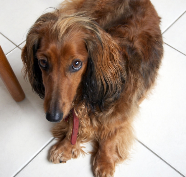 Is it dinner time yet?
Keywords: Animal Animals Bonnie Canine Canines Daschund Daschunds Dernancourt Dog Dogs Home Land Mammal Land Mammals Terrestrial Mammal Terrestrial Mammals