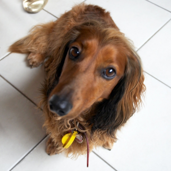 Wot, you want me to beg?
Anahtar kelimeler: Animal Animals Bonnie Canine Canines Daschund Daschunds Dernancourt Dog Dogs Home Land Mammal Land Mammals Terrestrial Mammal Terrestrial Mammals