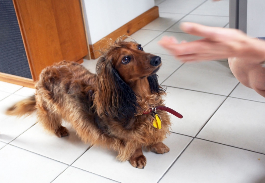 Is food coming?
Palabras clave: Animal Animals Bonnie Canine Canines Daschund Daschunds Dernancourt Dog Dogs Home Land Mammal Land Mammals Terrestrial Mammal Terrestrial Mammals