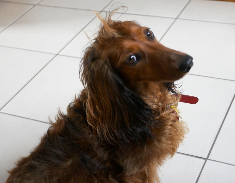 Cor, it's hard to get attention around here
الكلمات الإستدلالية(لتسهيل البحث): Animal Animals Bonnie Canine Canines Daschund Daschunds Dernancourt Dog Dogs Home Land Mammal Land Mammals Terrestrial Mammal Terrestrial Mammals