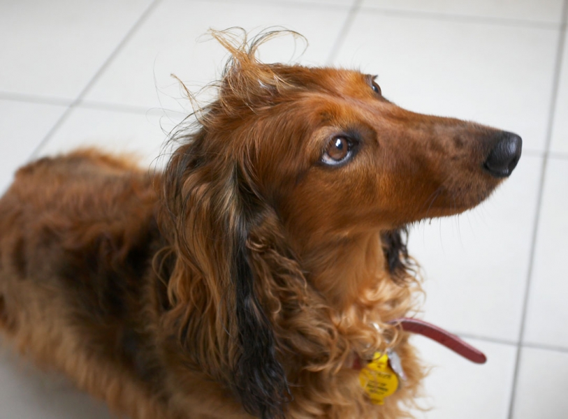 I am being soooooooo patient
Schlüsselwörter: Animal Animals Bonnie Canine Canines Daschund Daschunds Dernancourt Dog Dogs Home Land Mammal Land Mammals Terrestrial Mammal Terrestrial Mammals