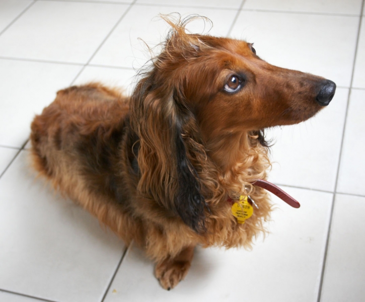 I can sit here all day ..........
Anahtar kelimeler: Animal Animals Bonnie Canine Canines Daschund Daschunds Dernancourt Dog Dogs Home Land Mammal Land Mammals Terrestrial Mammal Terrestrial Mammals