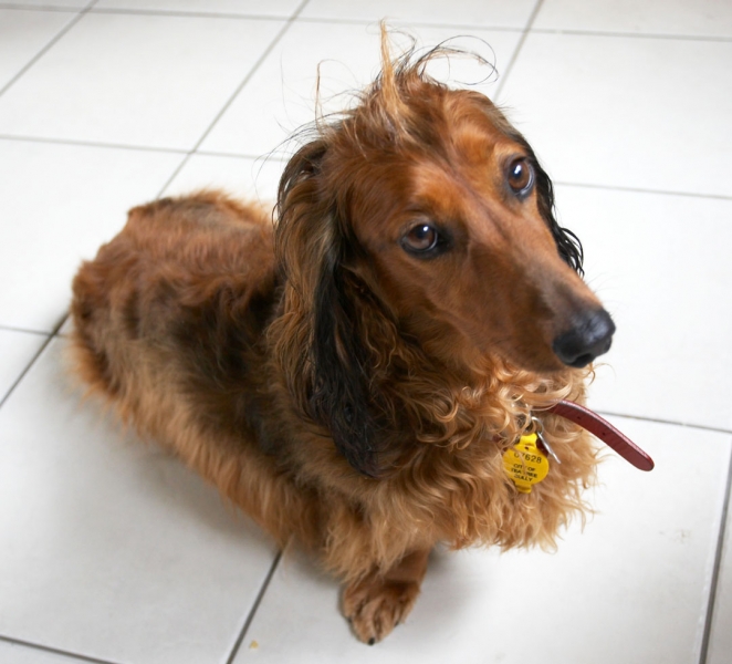 ........... as long as it takes!!
Schlüsselwörter: Animal Animals Bonnie Canine Canines Daschund Daschunds Dernancourt Dog Dogs Home Land Mammal Land Mammals Terrestrial Mammal Terrestrial Mammals