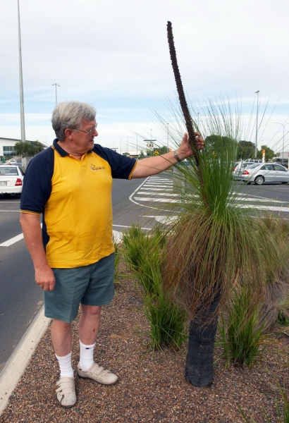What a fine specimen
Ključne besede: Adelaide Airport Australia Black Boy John Plant South