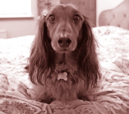 Gennie on the Bed
Schlüsselwörter: Gennie daschund dog