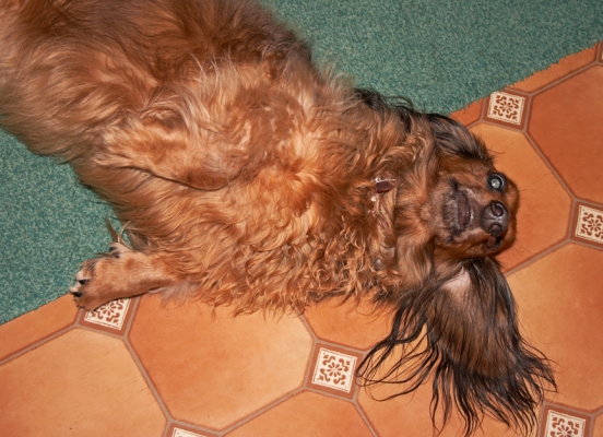 Genny in the Kitchen
Anahtar kelimeler: Genny Daschund dog