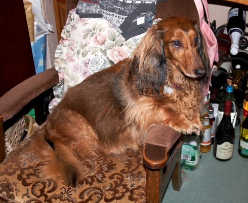 Genny on the Chair
Schlüsselwörter: Genny Daschund dog chair