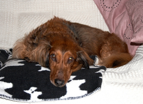 Genny on the Couch
Ključne besede: Genny Daschund dog