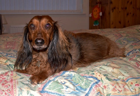 Genny Dog on Bed
Λέξεις-κλειδιά: Genny Dascund bed