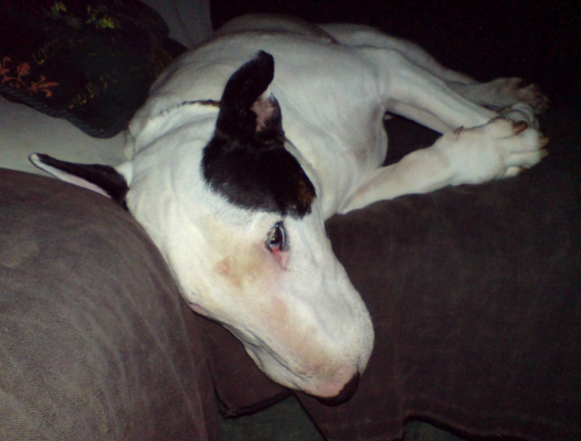 Kiko Sleeping On The Couch
When Kiko gets warm, he likes to drape his head over the edge of the couch.  I was playing around with my new camera-phone, and took this picture of Kiko semi-sleeping.
Trefwoorden: Kiko English Bull Terrier sleeping couch
