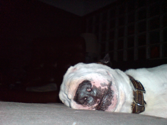 Kiko Asleep
Here's a nose-level view of Kiko asleep on the couch.  I was playing around with my camera phone to see what the pictures were like, and to see how the tiny flash works.
Trefwoorden: Kiko English Bull Terrier black nose asleep couch