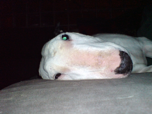 Kiko Semi-Asleep
Kiko looking at me with a semi-groggy look.  I was experimenting with my small camera phone, and I guess my taking his picture woke him up. 
Ključne besede: Kiko English Bull Terrier nose couch asleep sleeping