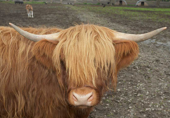 Ballymora - With Elvis in the Background
Ballymora is curious -- with little Elvis over her shoulder.
Anahtar kelimeler: Ballymora Highland cow horns Elvis Guernsey calf cattle nose lon