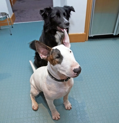 Did Father Christmas come?
Schlüsselwörter: Barney Border Collie Collies Dog Dogs English Bull Terrier Mana Terriers
