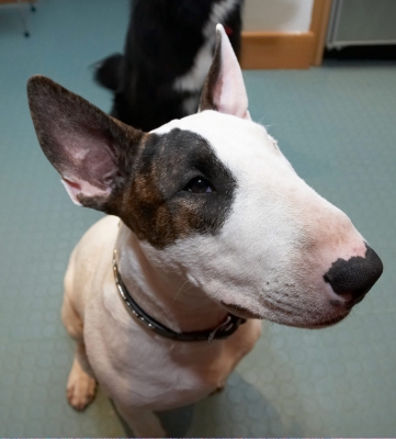 I think that's for me
Mana looking at Christmas presents.
Ključne besede: Dog Dogs English Bull Terrier Mana Terriers
