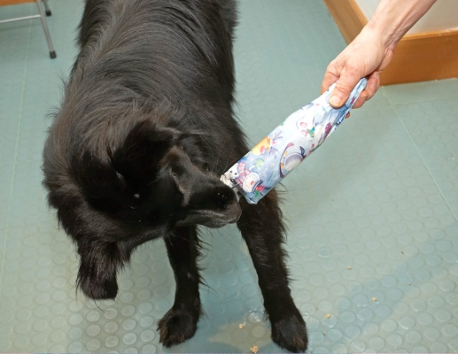 Why to they make presents so hard to open?
Schlüsselwörter: 2007 Barney Border Collie Christmas Collies Dog Dogs Gift Present