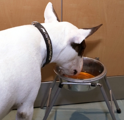 Hmmm, I'm not sure about this
Mana trying (or, more accurately, not trying) his "Doggie Beer" from the pet store.
Słowa kluczowe: 2007 Beer Christmas Dog Dogs English Bull Terrier Mana Terriers