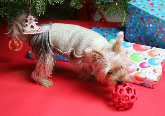 Layla Playing With Her New Ball on Christmas
Layla had a great stocking filled with her favourite treats and toys.  She especially loved the coloured ping pong balls, the red ball, and the treats. 2005
Ključne besede: Leyla Yorkshire terrier Christmas stocking Lucies Farm Lyala