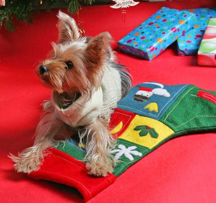Layla and Her Christmas Stocking
Merry Christmas from Layla.  2005.
Ключови думи: Leyla Yorkshire Terrier Christmas stocking Lucies Farm Layla