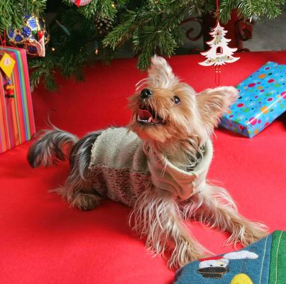 Layla at Christmas
Christmas 2005.
Keywords: Leyla Yorkshire terrier Christmas stocking dog boarding dog kennel Lucies Farm Layla