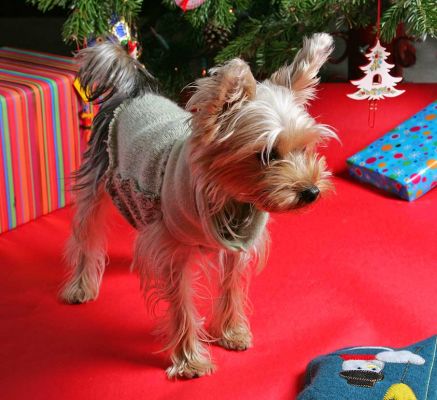 Layla at Christmas
Christmas 2005 at Lucies Farm.
Keywords: Leyla Yorkshire Terrier Christmas stocking dog kennel dog boarding Lucies Farm Layla